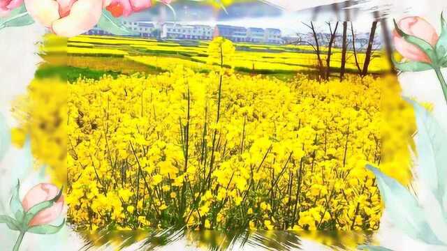 春回鹮乡 花海洋州