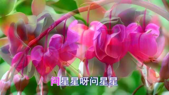 一首经典情歌《 知音难觅》