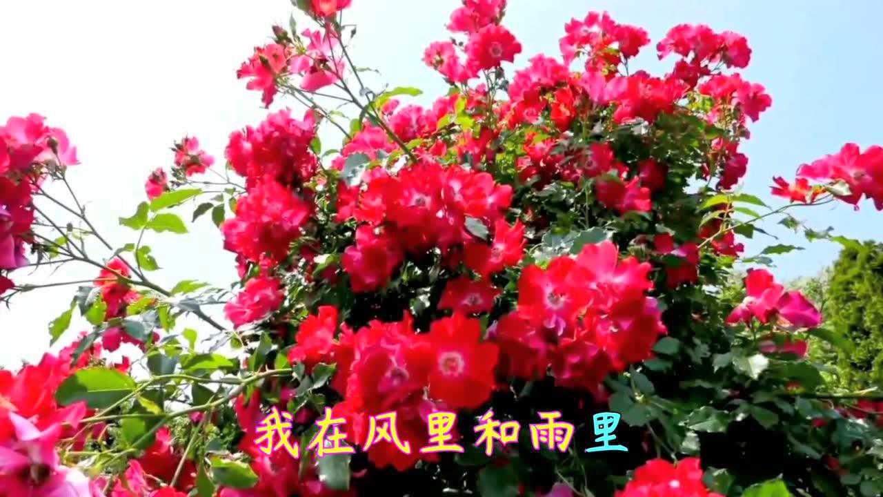 杭娇新歌《等到花儿开》醉人的歌喉,淡淡的忧伤,让人回味无穷