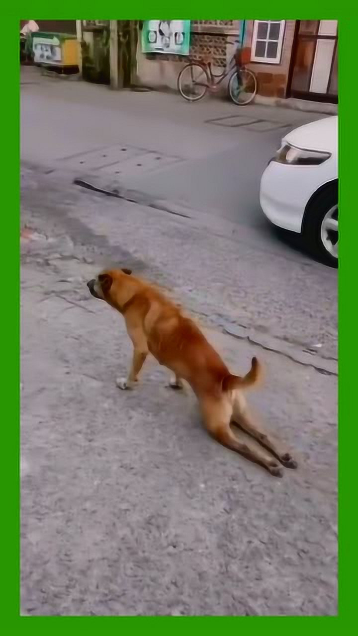 奥斯卡金奖应该颁给这个狗狗,真是太优秀了真是搞笑了