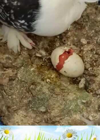 鸽子蛋孵化小鸽子原来是这样破壳的真是长见识了