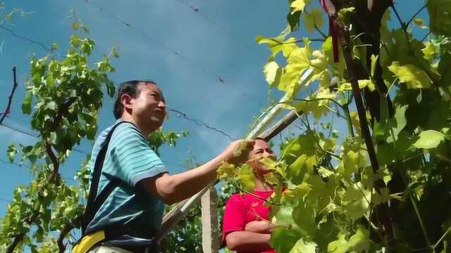 如何给葡萄“打尖”?瞧瞧新型的葡萄打尖机,1天能打30亩果园