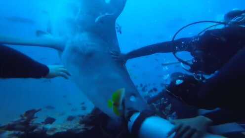 深海决斗！潜水员被勇猛虎鲨一口咬住头部 死里逃生场面惊心动魄