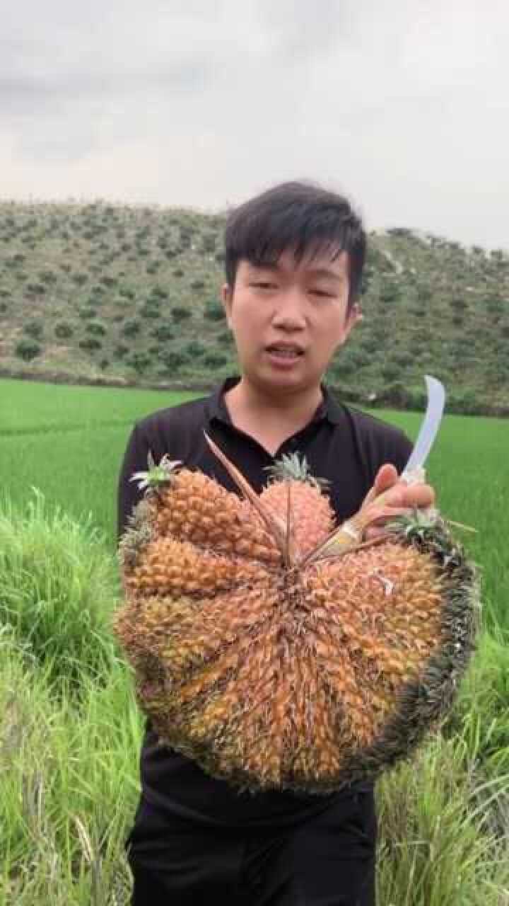 扇形菠萝你见过吗