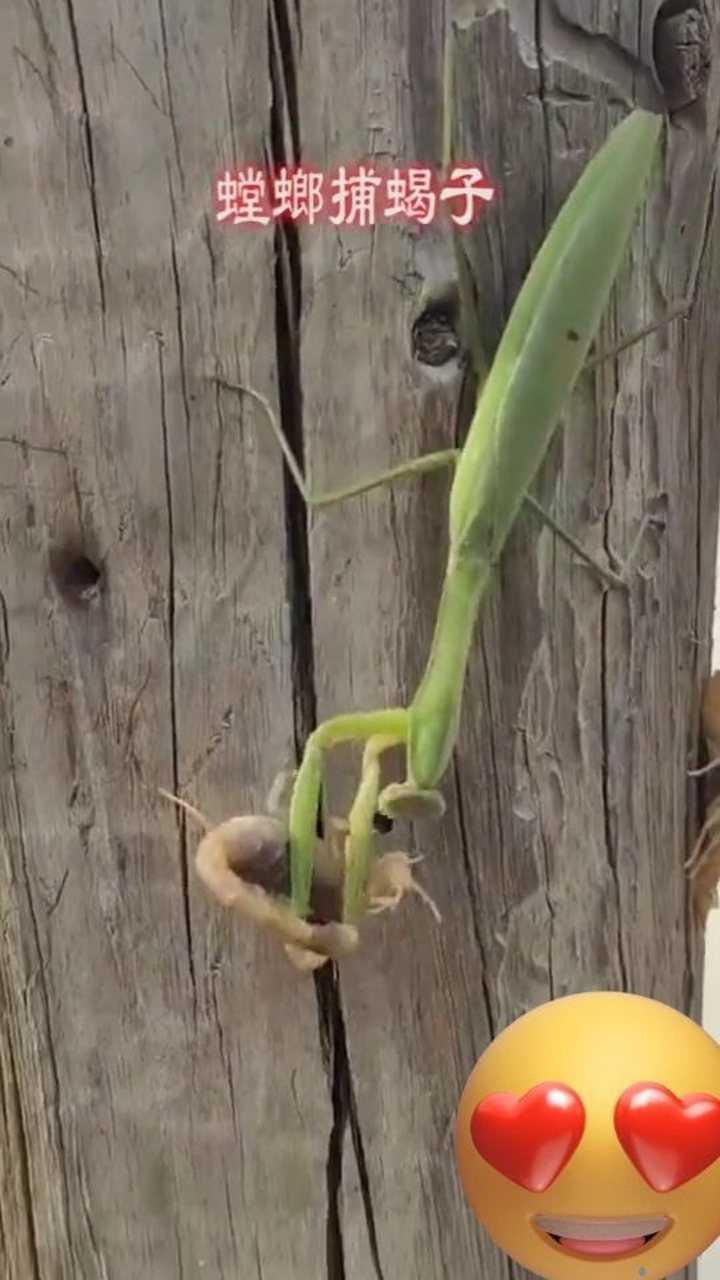 螳螂捕食蝎子