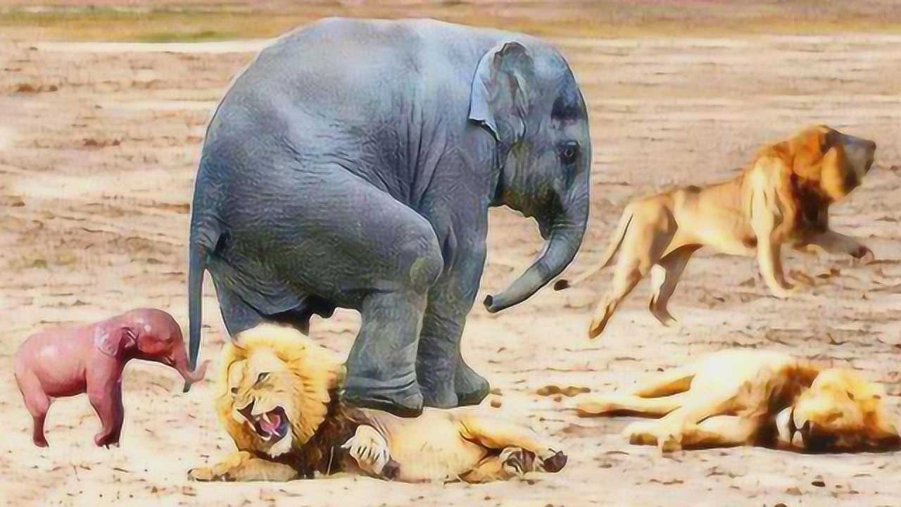 狮子猎杀大象图片