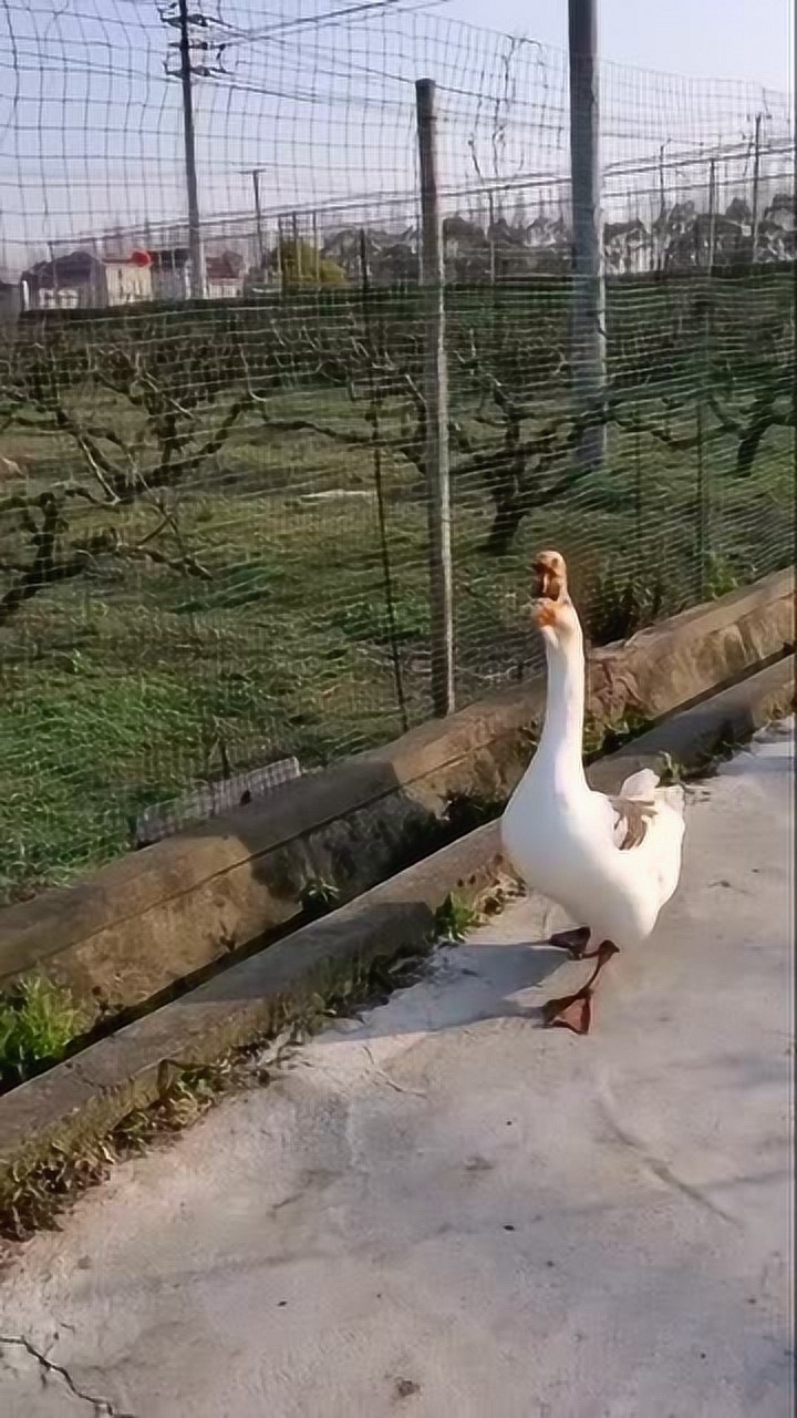 昂首挺胸,气宇轩昂