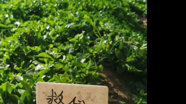 信息所保健蔬菜项目组推荐救心菜