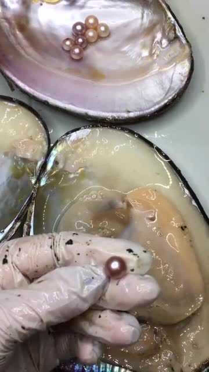 开蚌取珠,开个单珠蚌,玫瑰金的珍珠,超美!