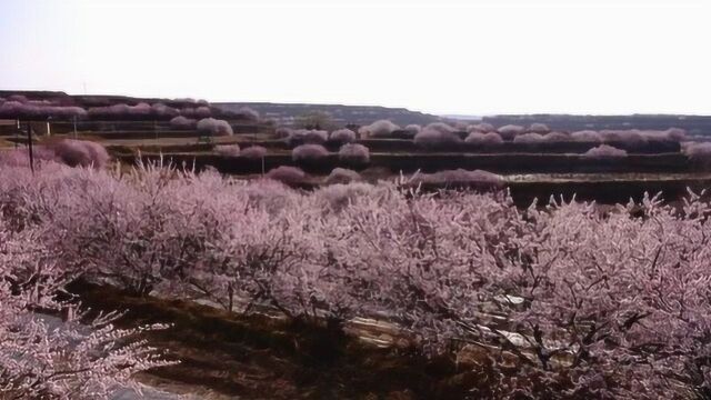 网络山花节:宁夏彭阳带您“云端”赏花