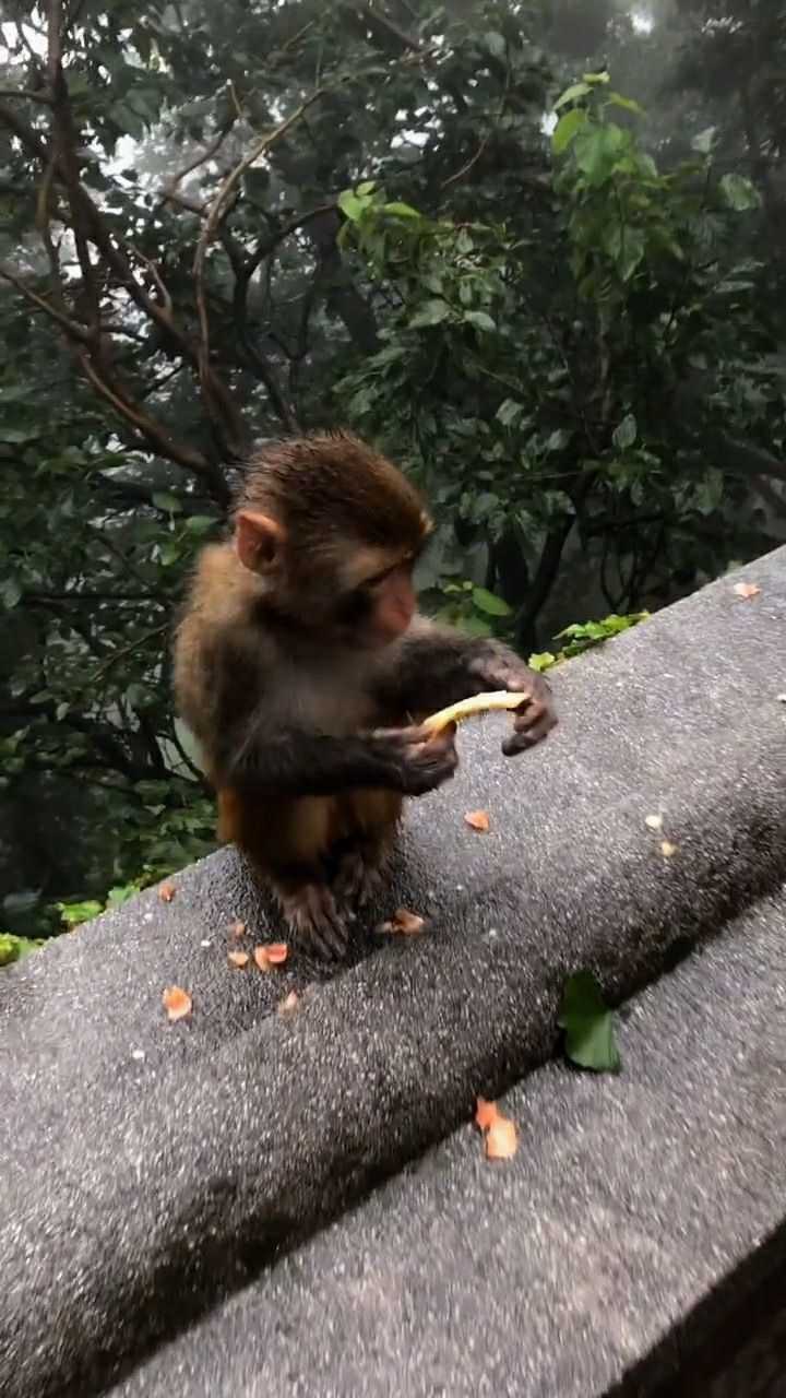 天下著濛濛細雨小猴子餓的只能吃水果皮了太可憐了