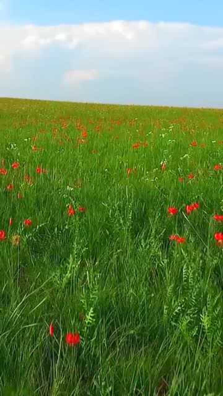 草原最美的花火红的萨日朗一梦到天涯遍地是花香