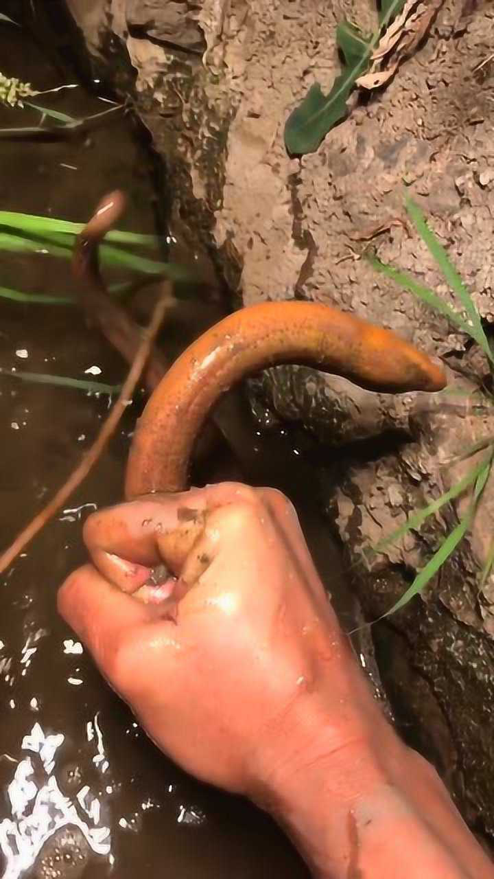 原来黄鳝是这样抓的_腾讯视频