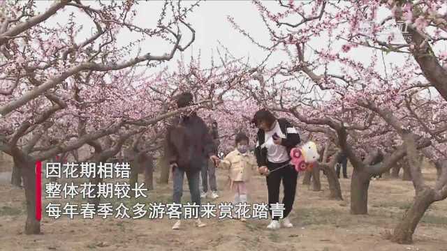 河北永清:万亩桃花春意浓