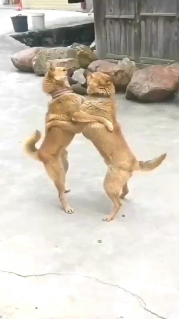 狗咬狗也那么有范的吗?