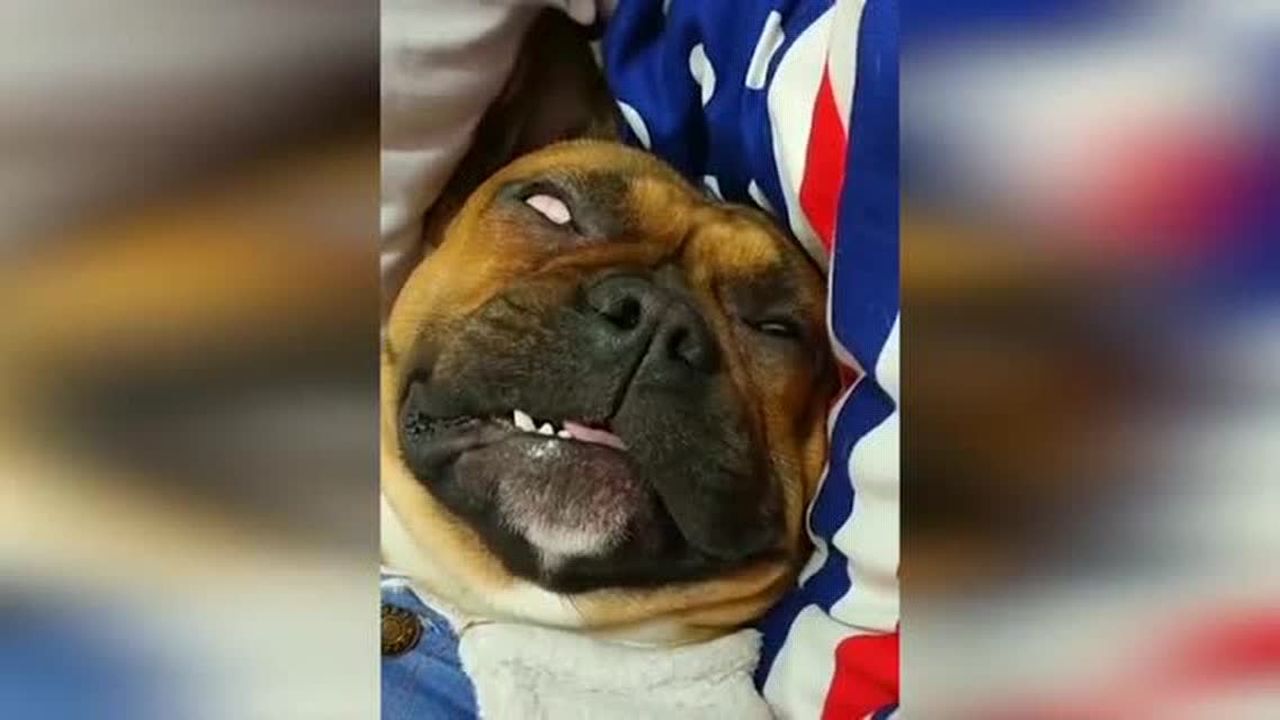 狗子睡觉做噩梦了 不停翻白眼还吐舌头