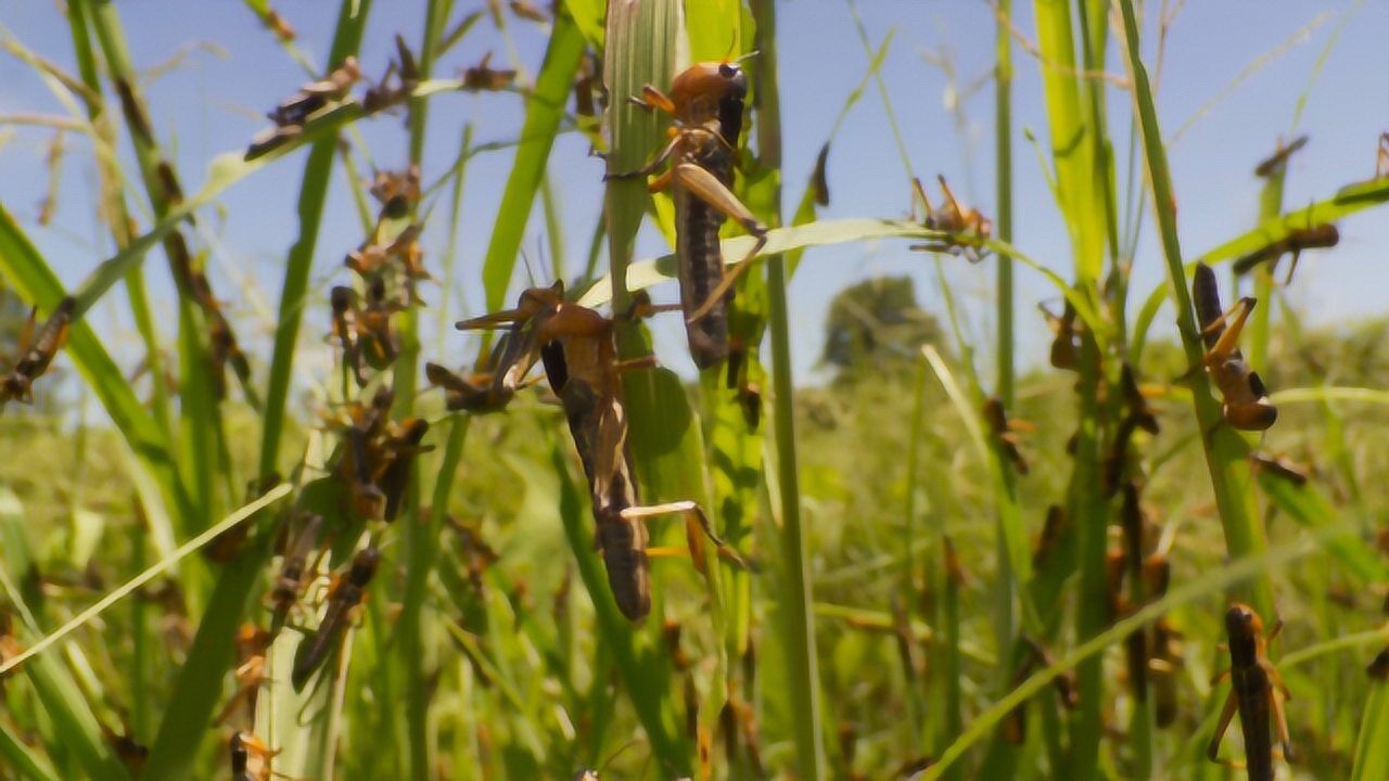 密集恐惧症患者勿入,蝗虫吃庄稼画面大曝光!_腾讯视频