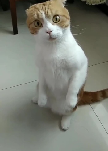 给我块肉吃吧,馋死我了