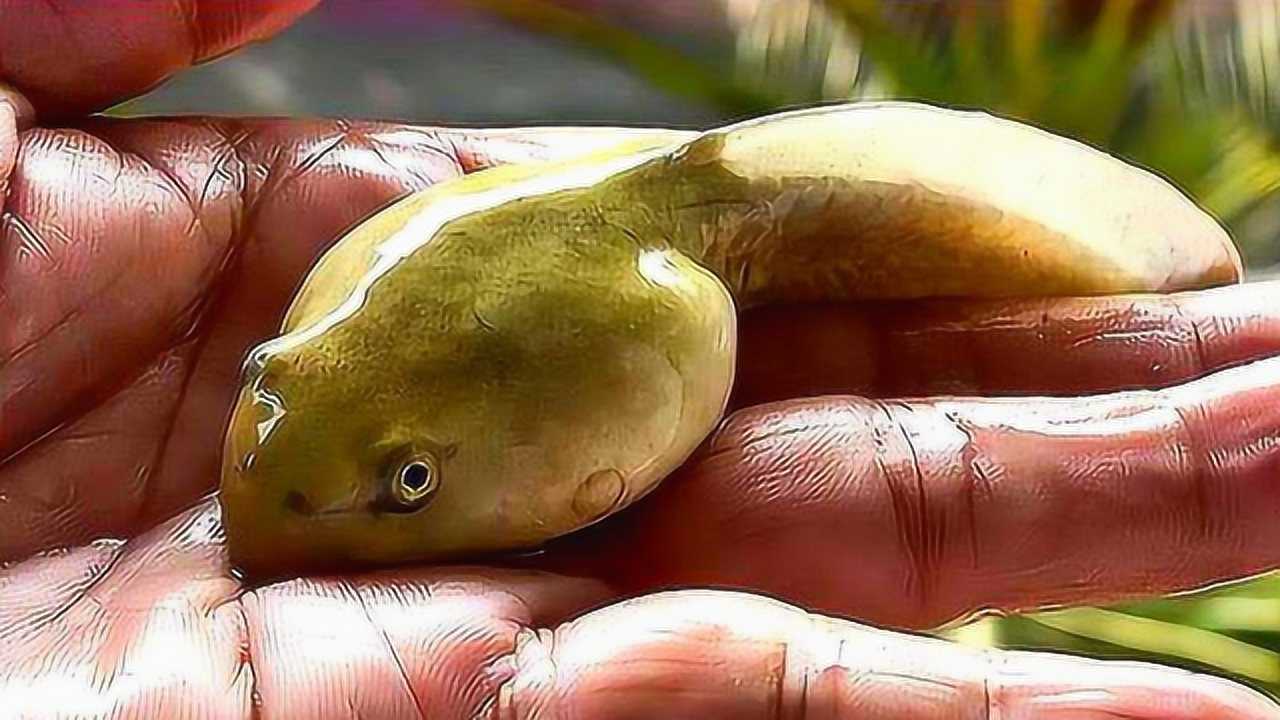 男子野外发现"巨型蝌蚪",带回家精心饲养,长成青蛙让人意外