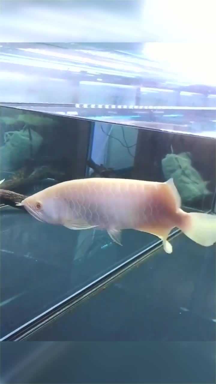 这条白子金龙鱼真的是太漂亮了你们觉得它可以值多少钱