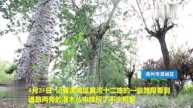 44秒丨滨州滨城:整治杨柳絮污染 滨城区动“真格”了