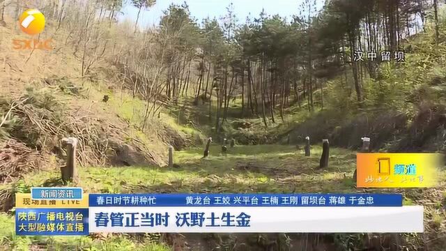 春日时节耕种忙:春管正当时,沃野土生金