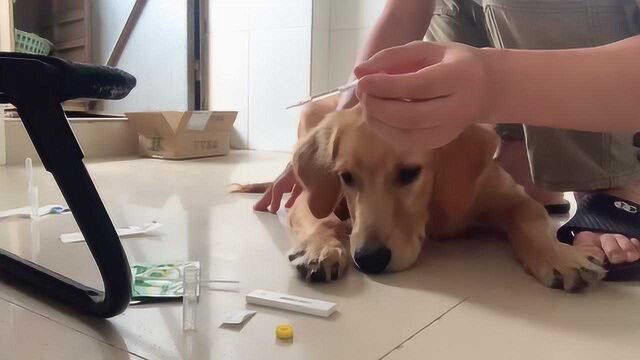 在某宝买的病毒检测剂到了,给狗狗检测犬瘟和细小病毒