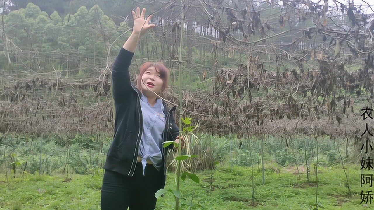 湖北農村女孩遠嫁廣西種植十畝百香果網友發財了