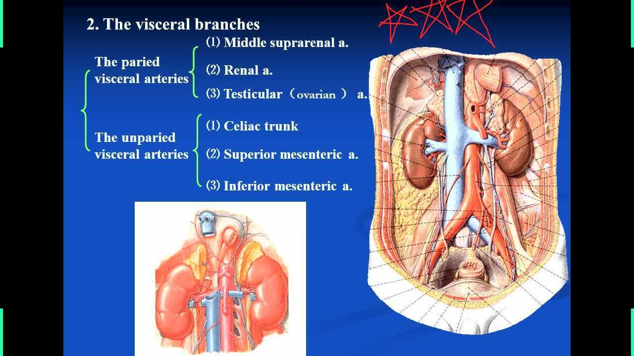 人体解剖学-动脉1_高清1080P在线观看平台_腾讯视频