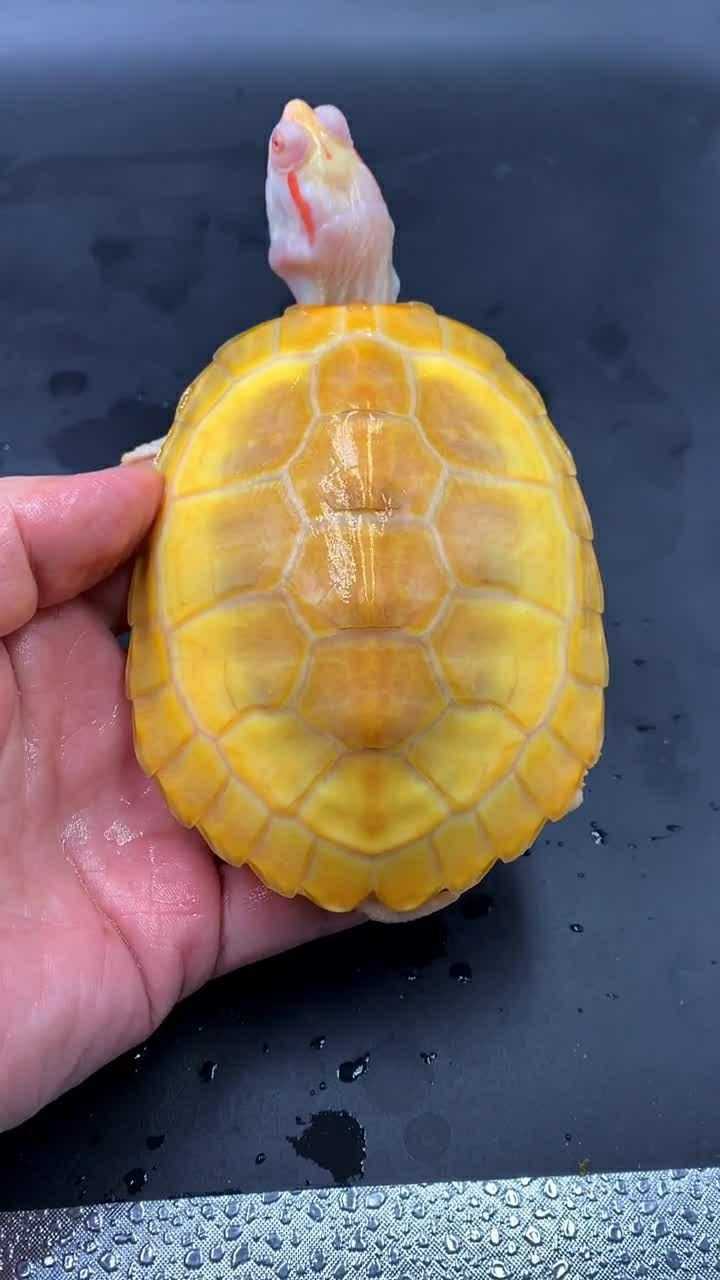 这一只白化黄缘龟有一点害怕,你看它那惊慌失措的小模样