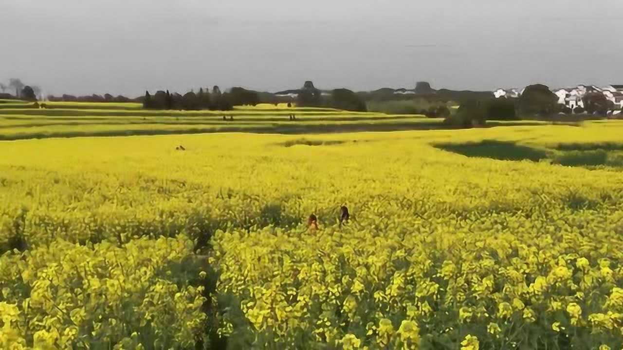 三月的高淳椏溪國際慢城萬畝油菜花盛放