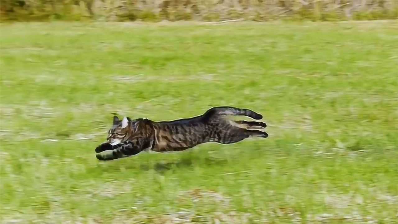 将猫咪跑步的姿势放慢50倍这才发现其中的奥秘难怪这么快
