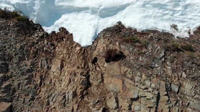 无人机拍摄大熊和熊宝宝翻越雪山