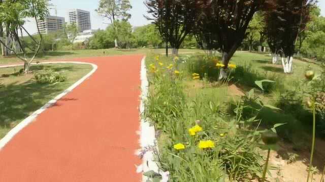 大疆运动相机它第一次上班用它介绍公司明天的植树活动美丽的花园