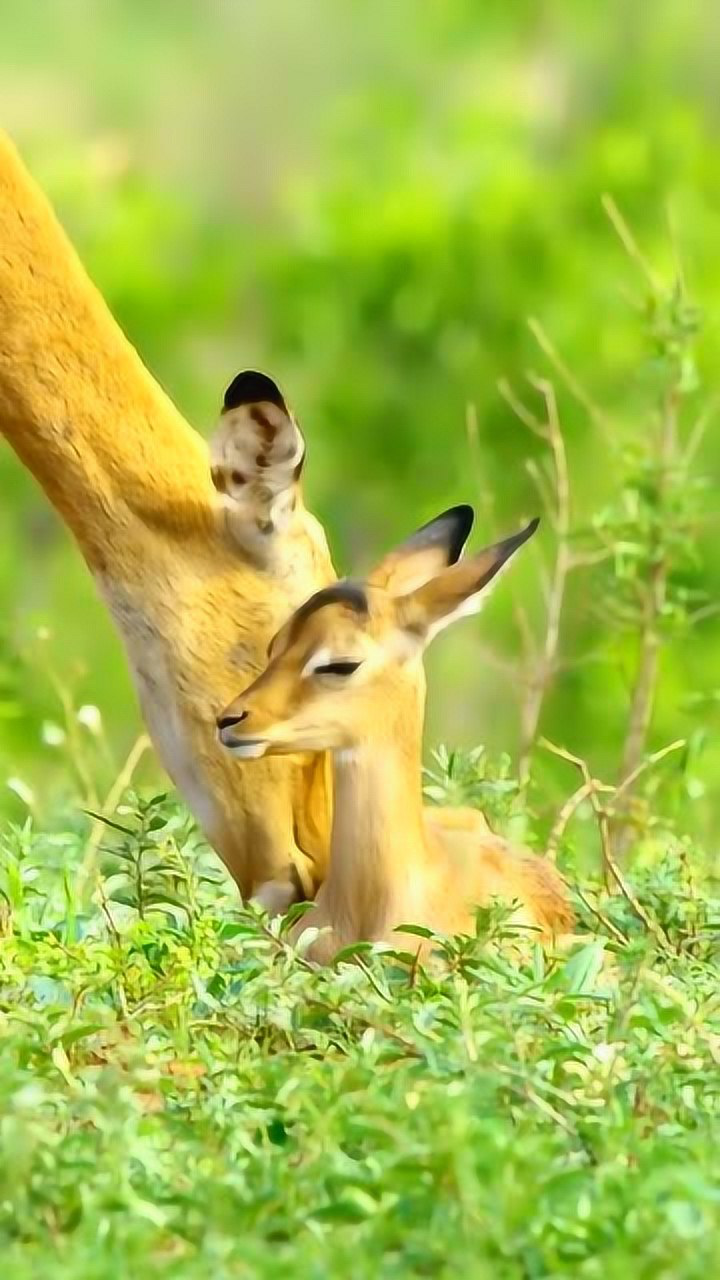 刚出生的小羚羊,大草原上的可爱精灵,眼睛好像还没有睁开!
