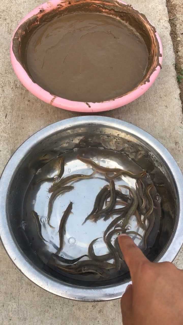 震惊!泥盆里养泥鳅!