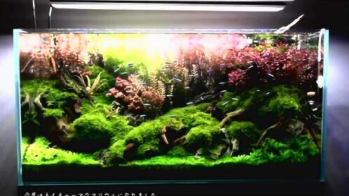 水草缸 Ada水草造景比赛作品欣赏 腾讯视频 水草缸 Ada水草造景比赛作品欣赏 腾讯视频