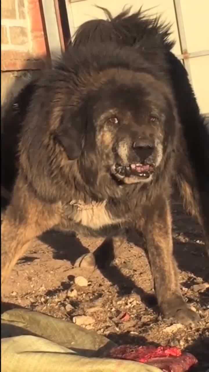河曲藏獒的性格好斗这站姿真霸气暴躁的反应充满了战意