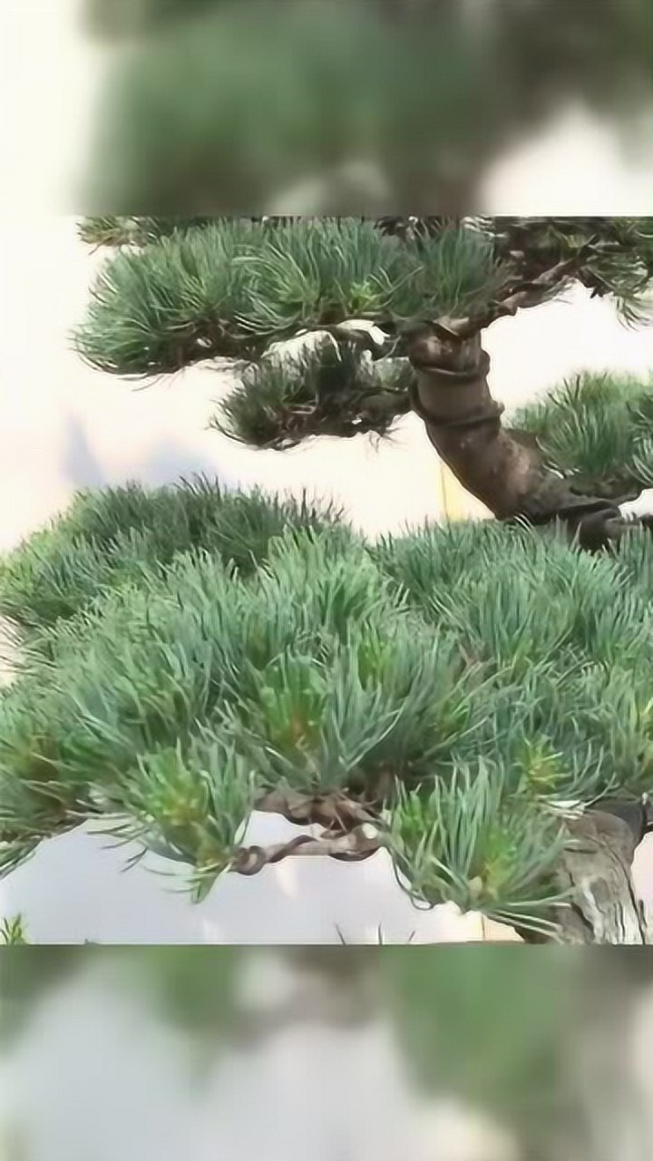 爷爷花了5年的时间,修剪的大阪松老桩盆景,太漂亮了