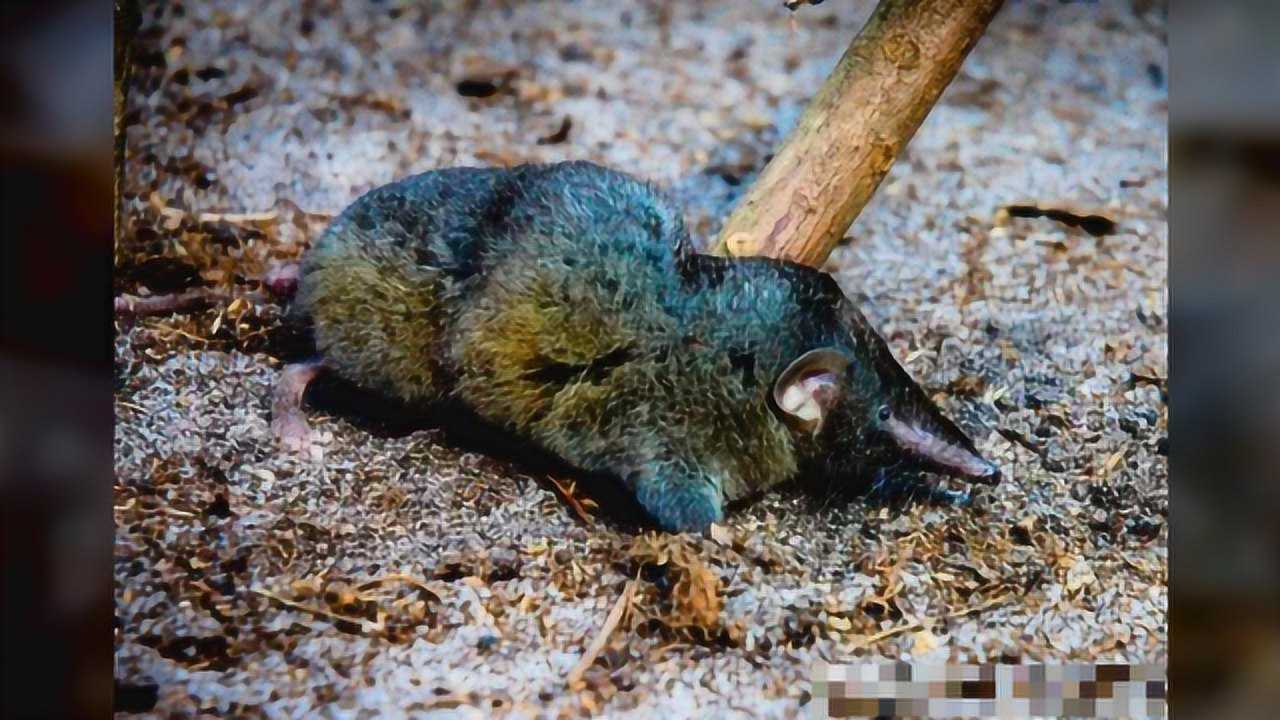 长相似老鼠的鼩鼱为何拥有英雄和雷神托尔的名号