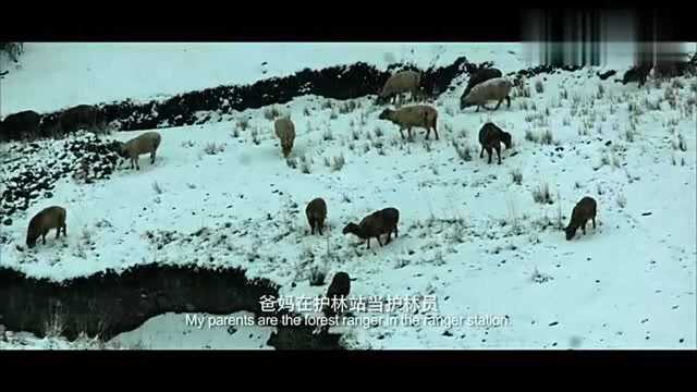 血狼犬:有人说:新疆天山的雪狼,可以治百病!