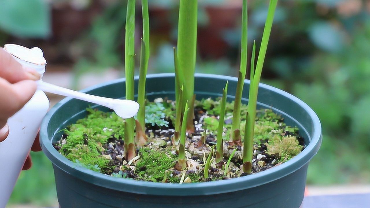 马蹄莲生长季节给它补这超级肥水枝条蹭蹭冒开花多且大