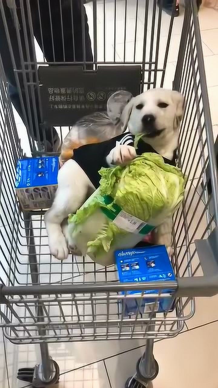 这狗子啃白菜啃的好嗨啊,请问,好吃吗?