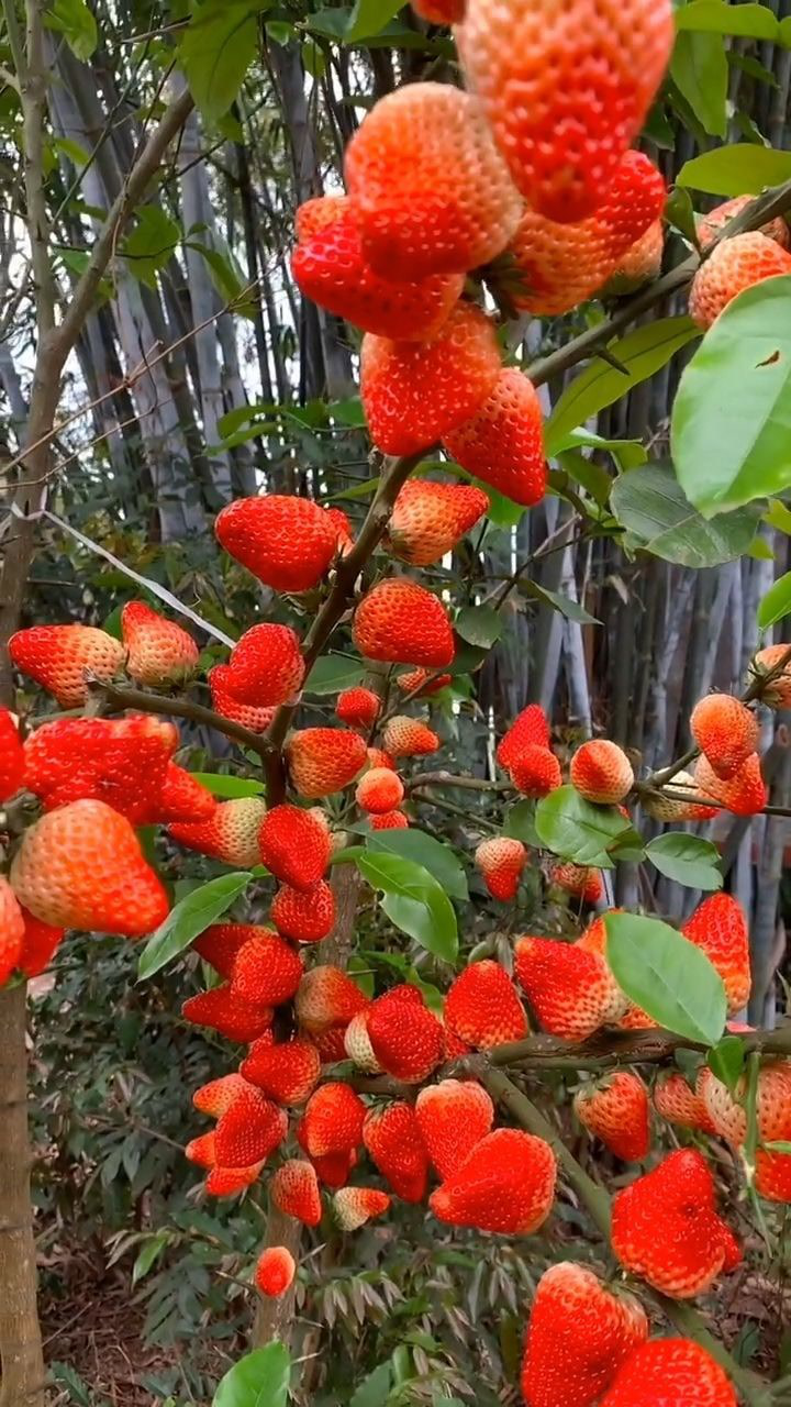 草莓插在了树上