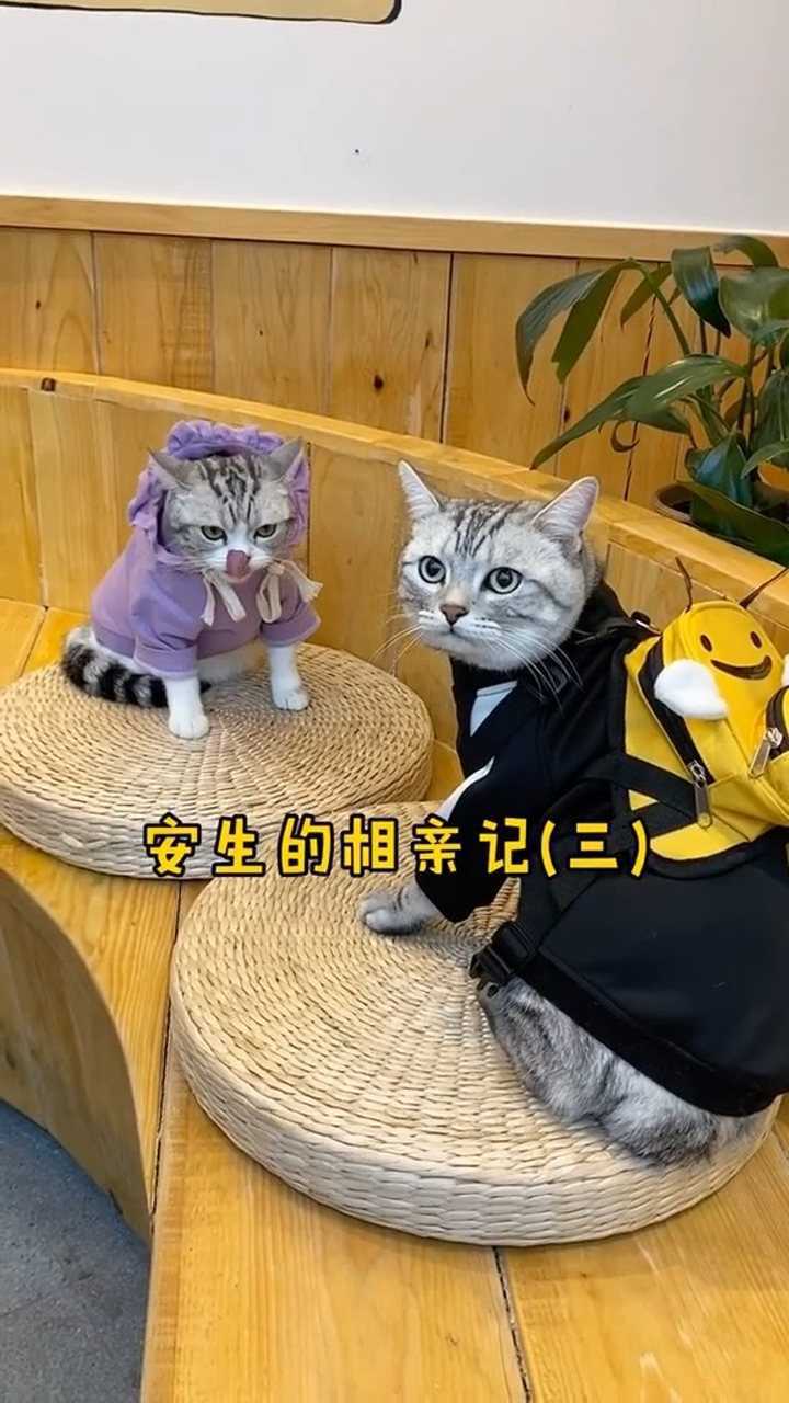 这是安生第二次见泡芙啦果然还是怂怂的安生能否得到芙芙的心呢