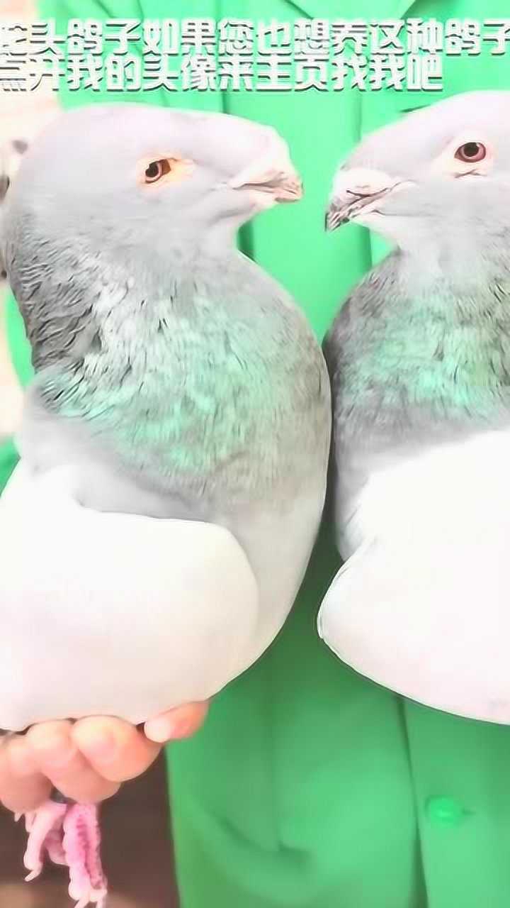 蛇头鸽子如果您也想养这种鸽子点开我的头像来主页找我吧