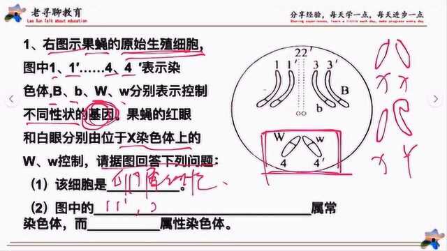 高中生物,果蝇生殖细胞填空题型,常见生物大题.