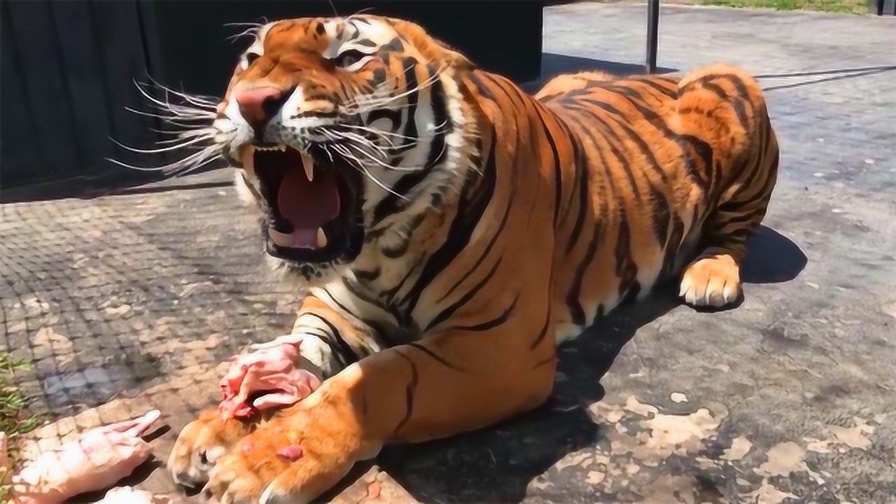 老虎吃肉不能围观这龇牙咧嘴的样子看见都怕