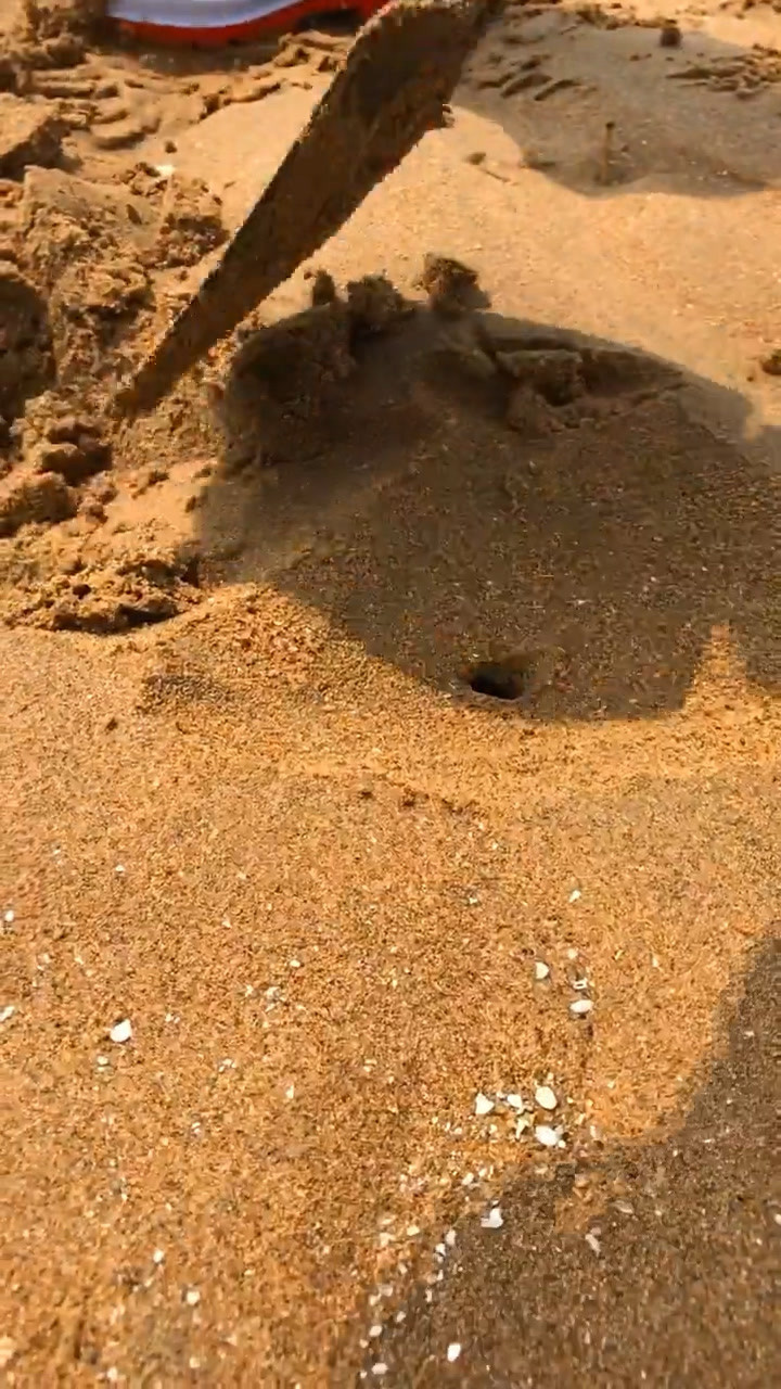 作为一个海边的人想说这个并不是自埋自挖,这个就是竹节蛏的洞