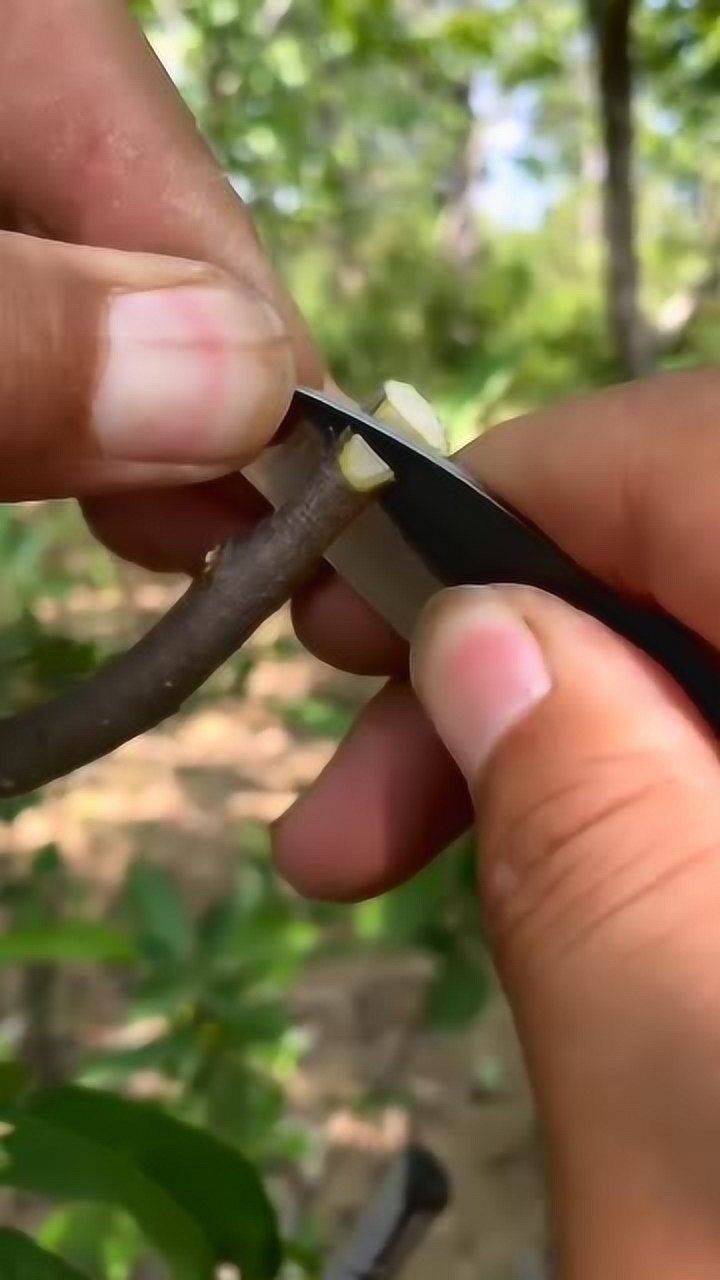 手艺人的杏树嫁接技术在桃树上嫁接杏树这样的嫁接方法你们见过吗